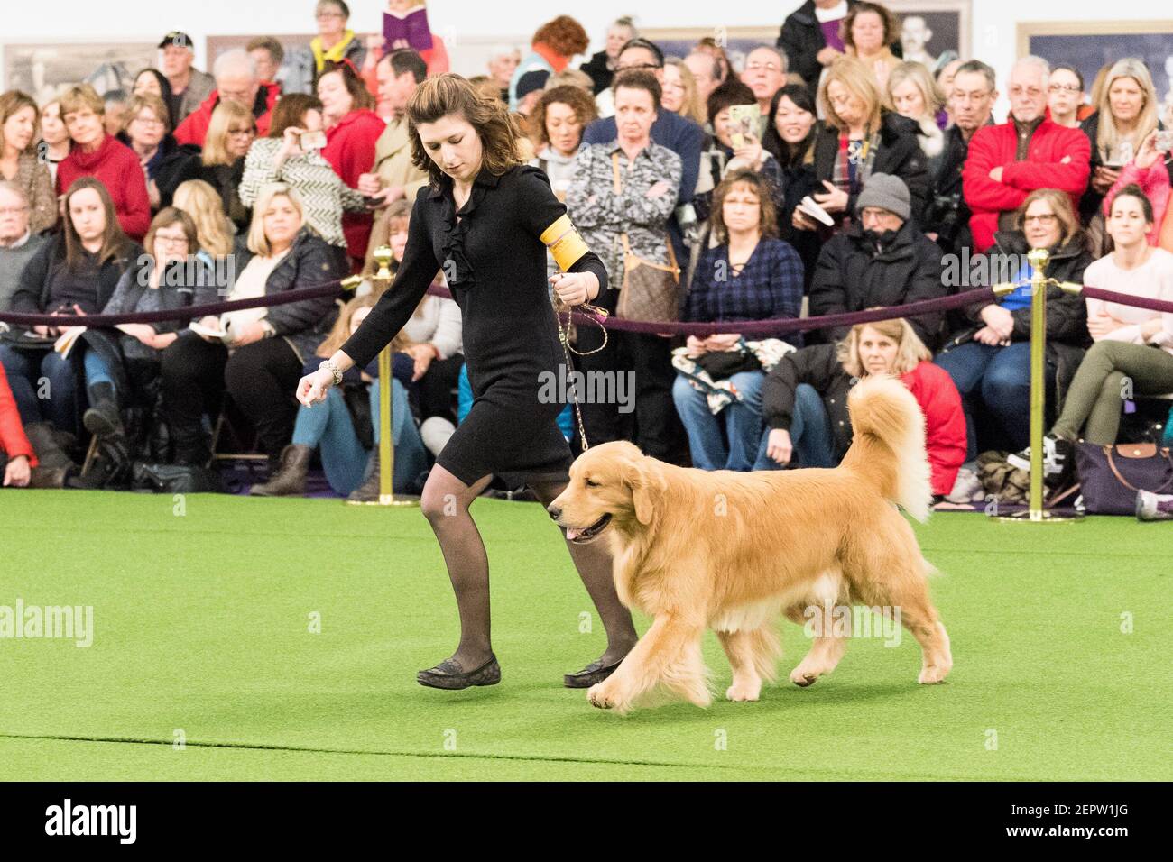 The 142nd Annual Westminster Kennel Club Dog Show in New York, NY on