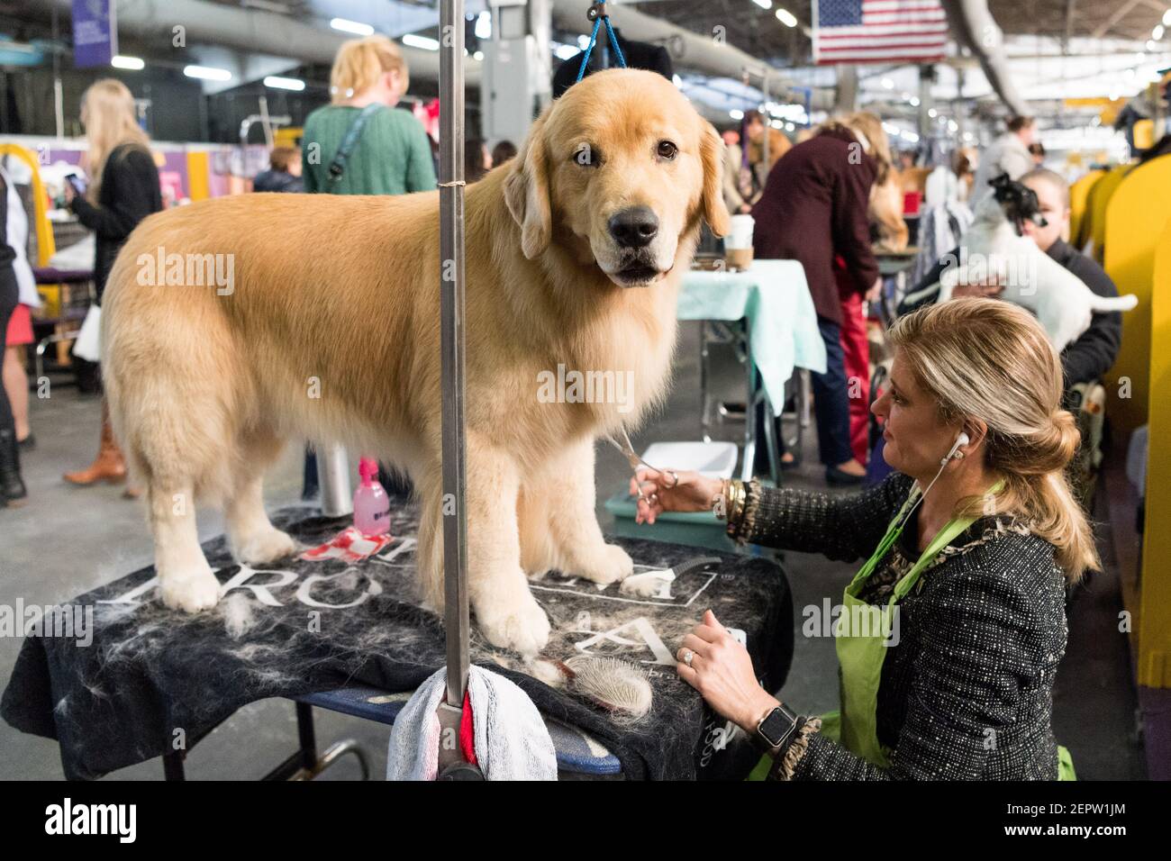 The 142nd Annual Westminster Kennel Club Dog Show in New York, NY on February 13, 2018 Stock