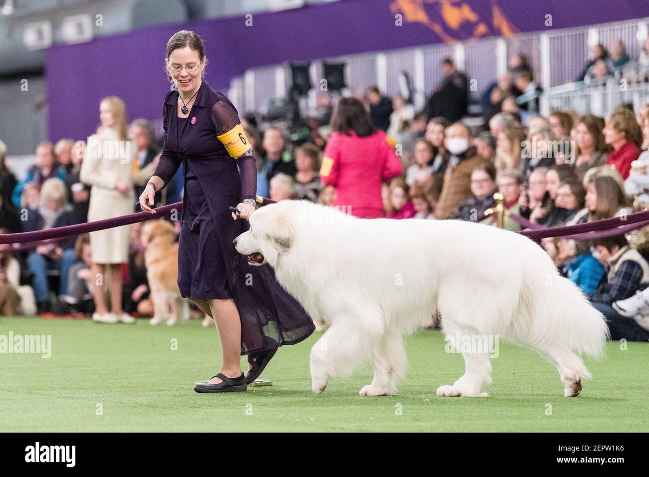 The 142nd Annual Westminster Kennel Club Dog Show in New York, NY on