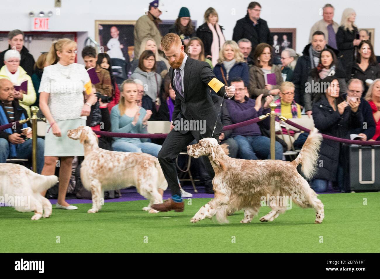 The 142nd Annual Westminster Kennel Club Dog Show in New York, NY on