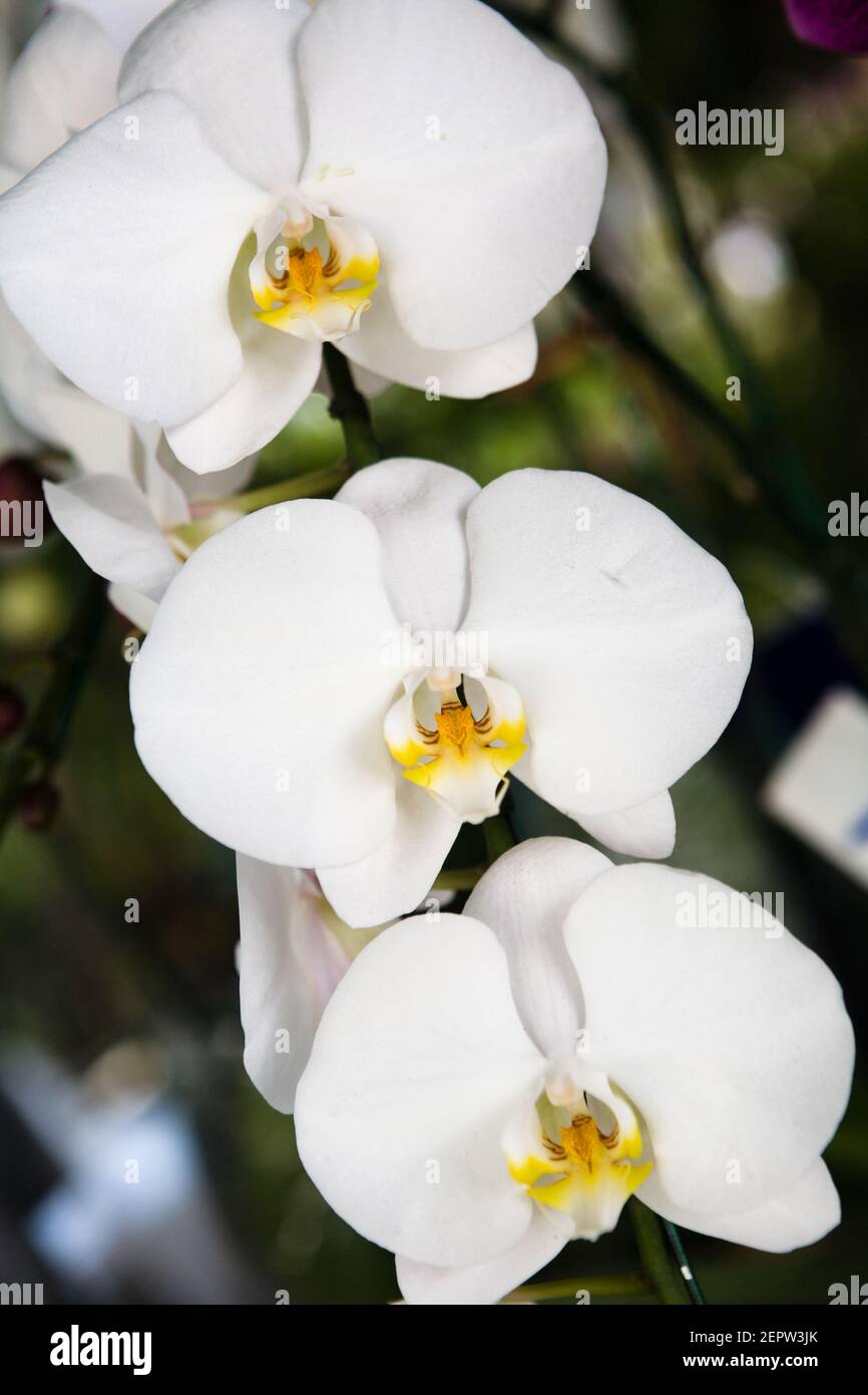 Beautiful Thai exotic unusual orchid flowers close-up. Macro. Stock Photo