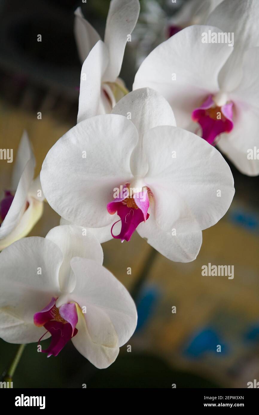 Beautiful Thai exotic unusual orchid flowers close-up. Macro. Stock Photo