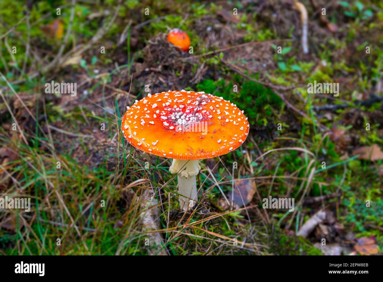 Beautiful orange toadstool (Fly Agaric) in a dutch forest, Veluwe, Netherlands Stock Photo