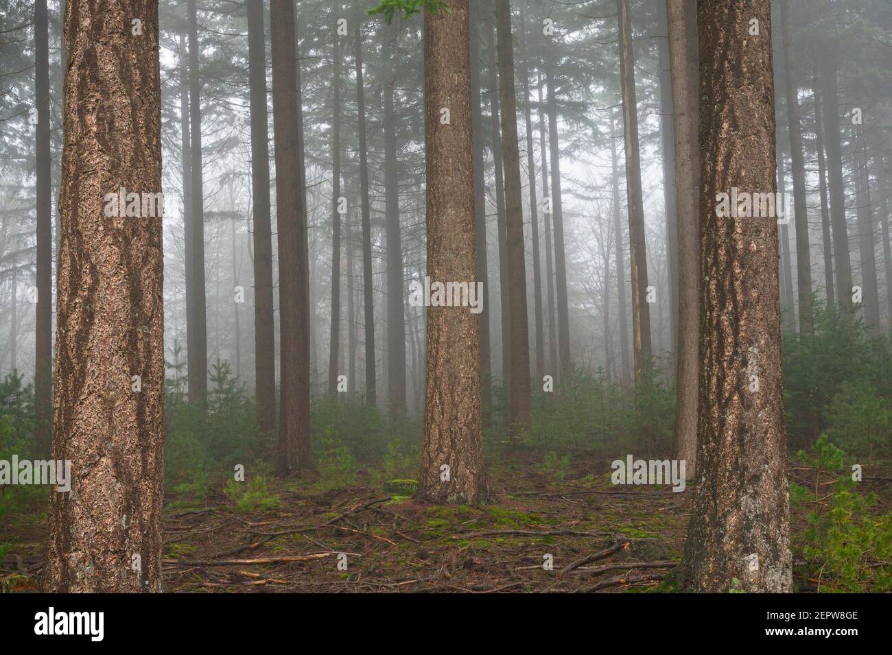Vertical lines of tall pine trees in a misty forest, Veluwe, the Netherlands Stock Photo