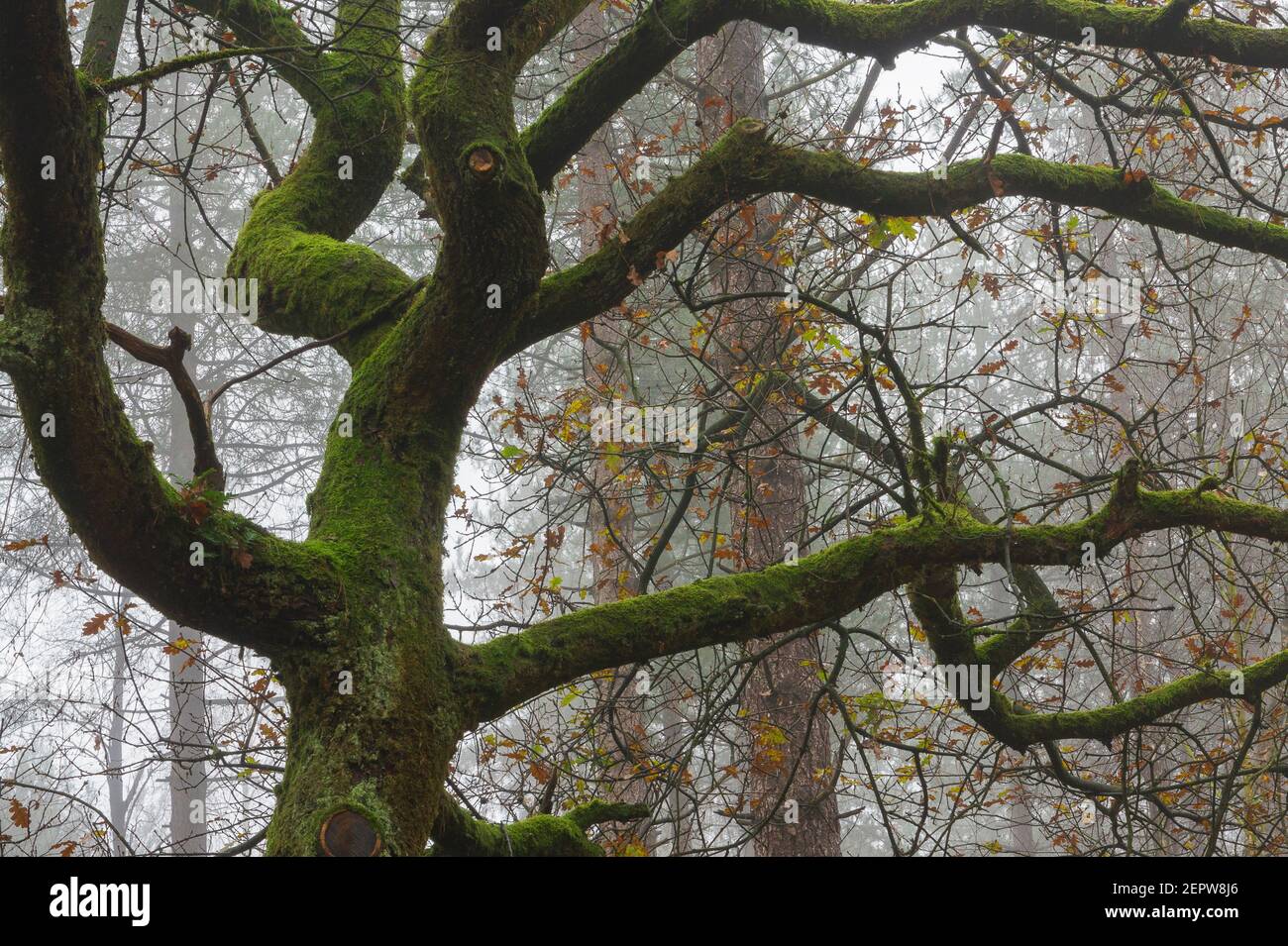 Mossy branches of a gnarled old oak tree in a misty background, Veluwe, Netherlands Stock Photo