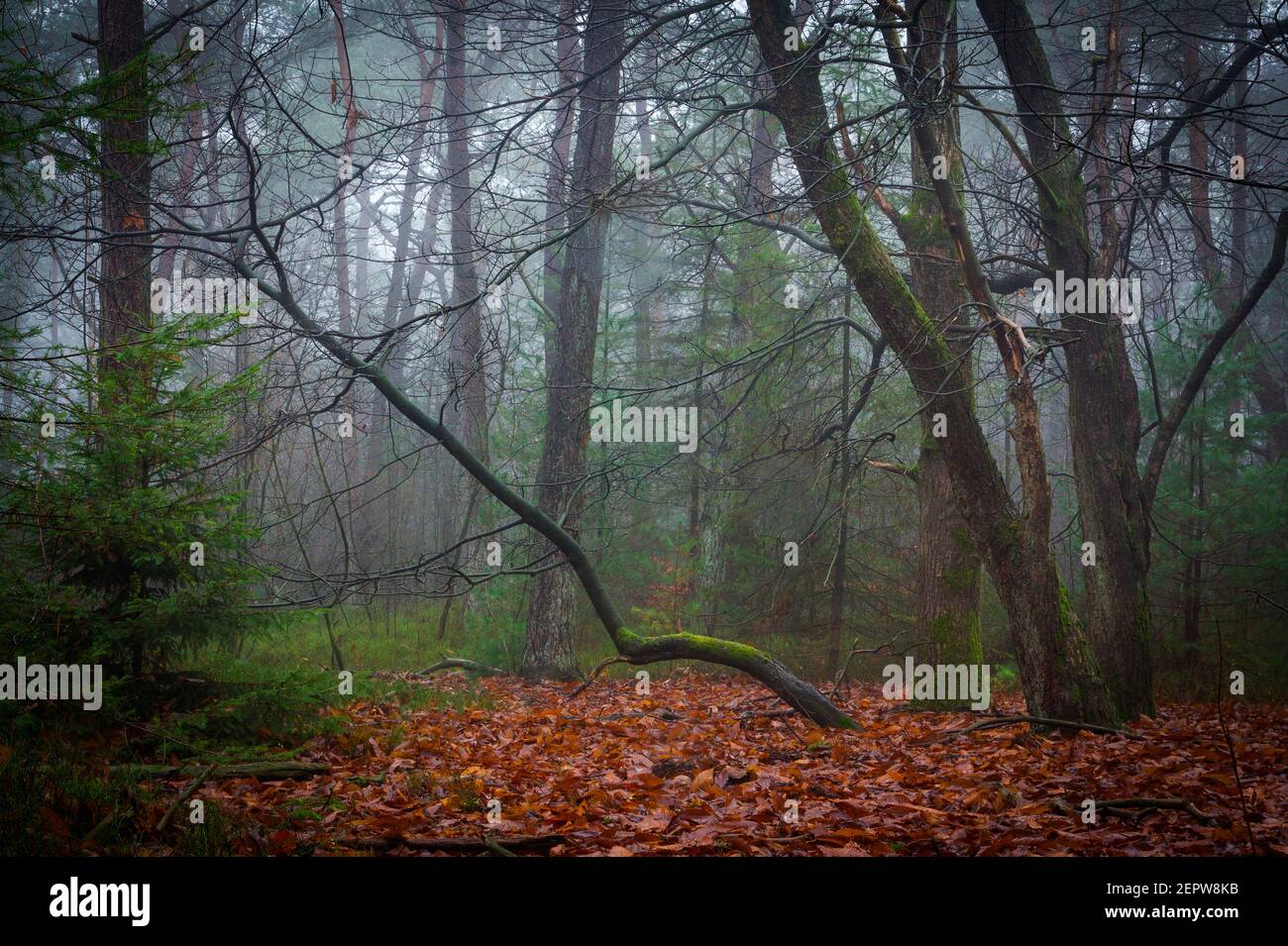 Beautiful woodland scene on a misty morning, Veluwe, the Netherlands Stock Photo