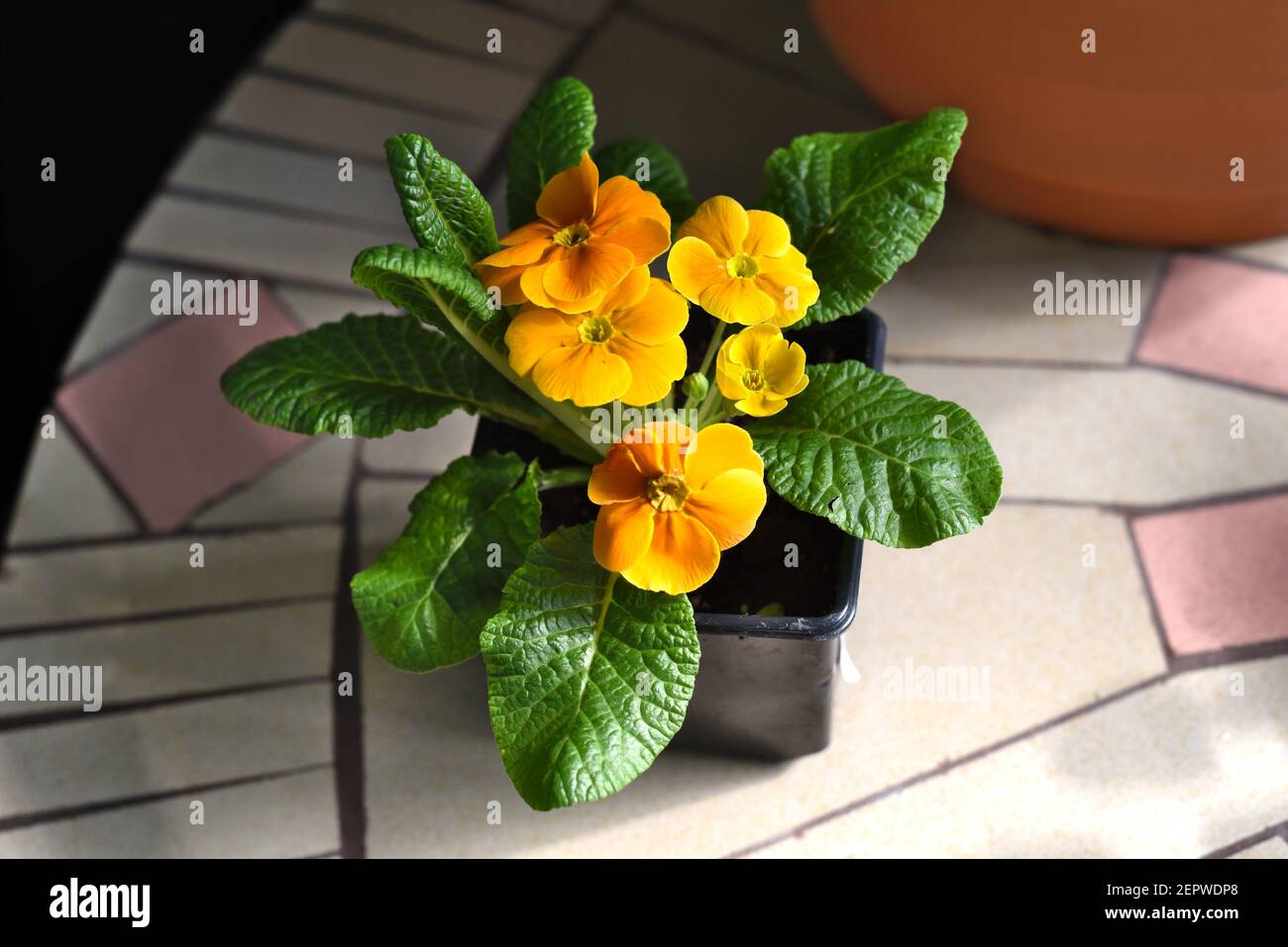 Primula acaulis El Unistar orange flower growing in a pot Stock Photo