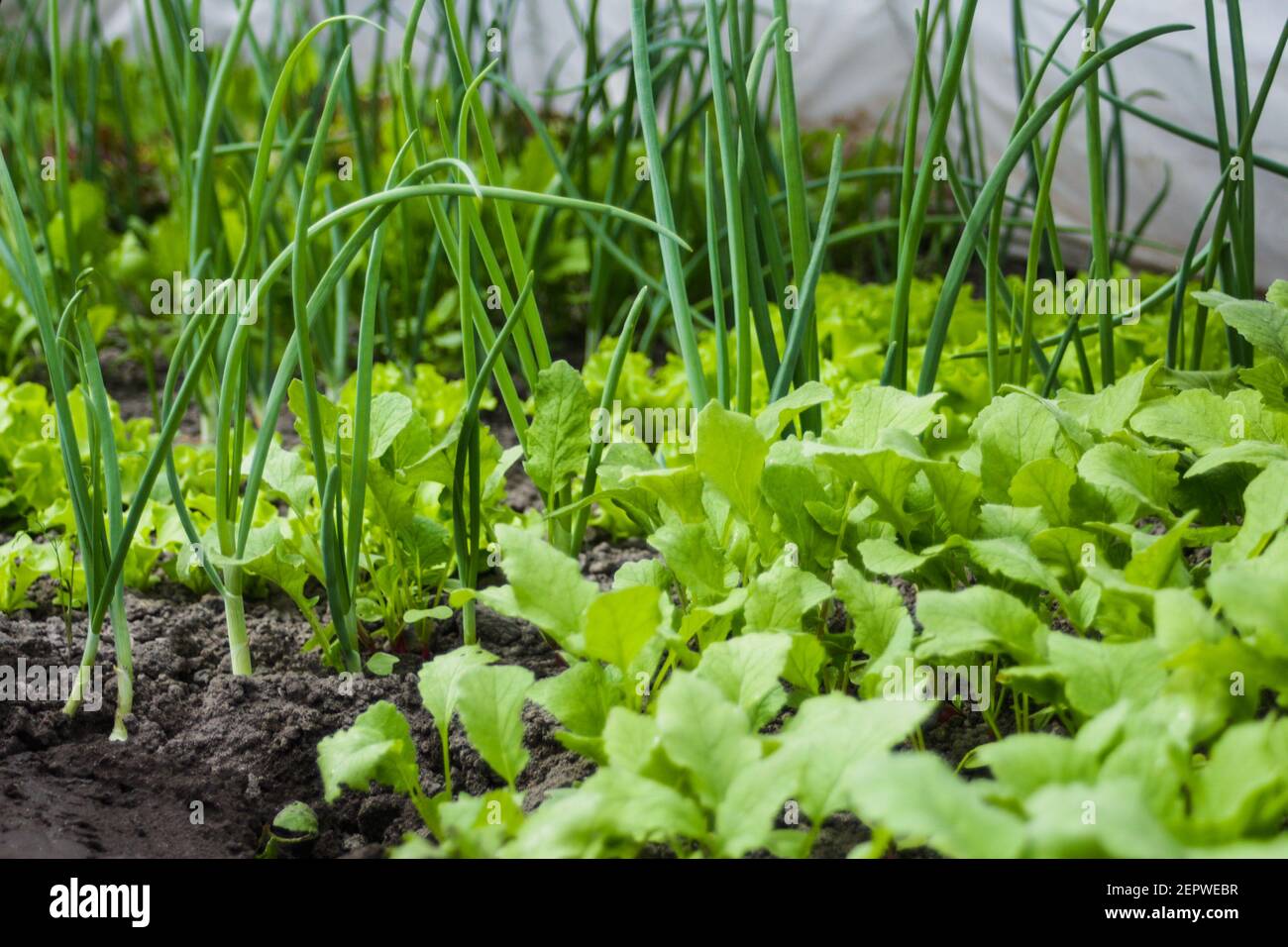 Onions, radishes and lettuce grow in the greenhouse. Closeup. Ecological concept of vegetables