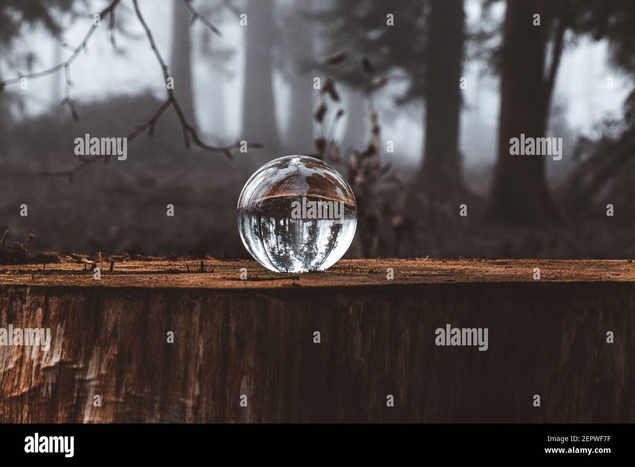 Lensball photography in a misty forest woodland scene Stock Photo