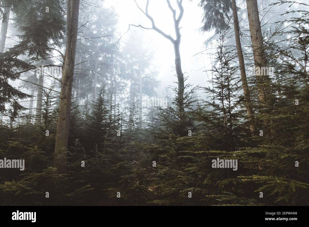 Early morning mist coming through the trees in the forest Stock Photo ...