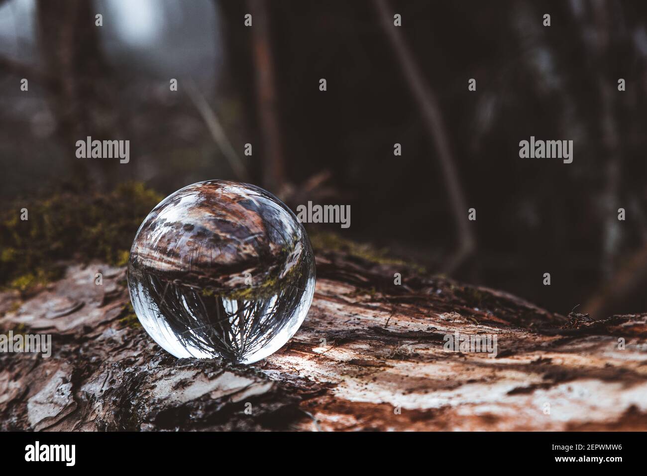 Lensball photography in a misty forest woodland scene Stock Photo