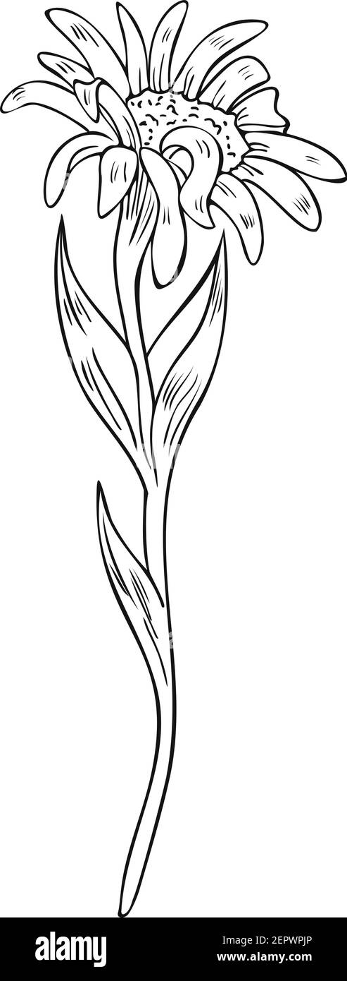 Black and white vector illustration of a blooming daisy flower. Flower ...