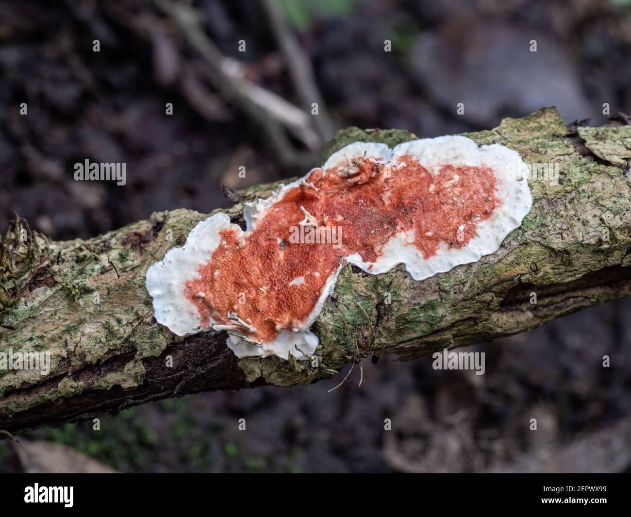 Hydnoid fungus - red and white, UK. Stock Photo