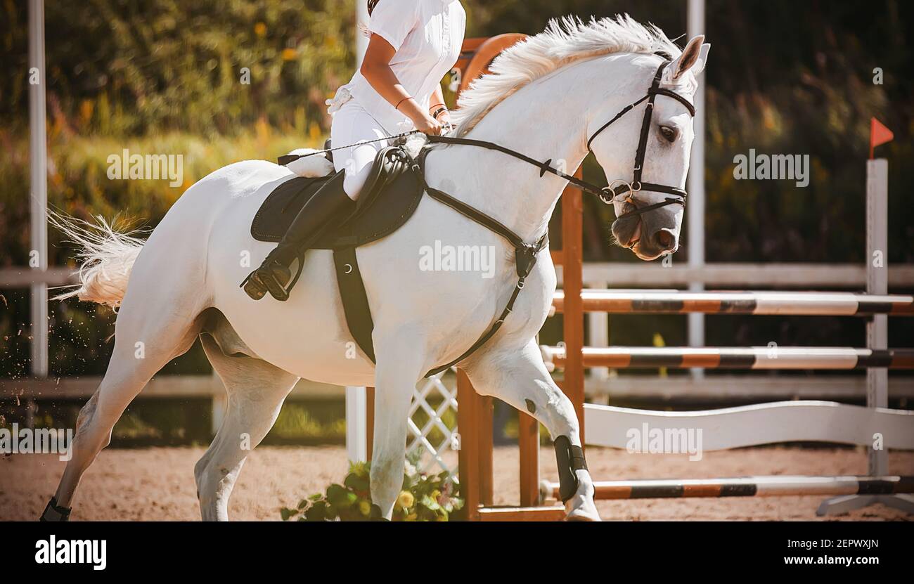 A white beautiful fast horse with a rider in the saddle gallops through the arena at a show jumping competition on an autumn sunny day. Equestrian spo Stock Photo