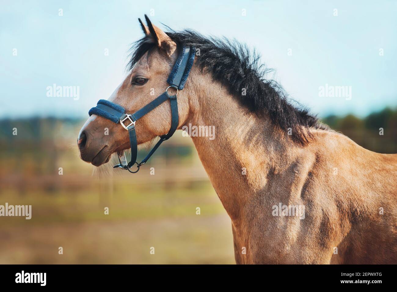 A beautiful horse with a dark mane and a blue halter on its muzzle stands in the middle of a large field on a farm on a sunny, clear summer day. Lives Stock Photo