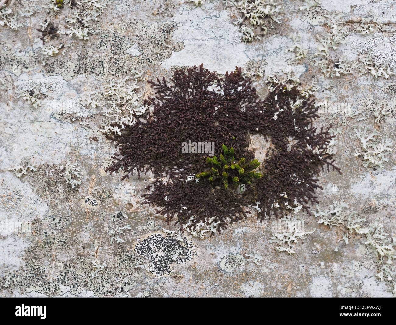 Lichen, moss and liverwort background, England, UK. Stock Photo