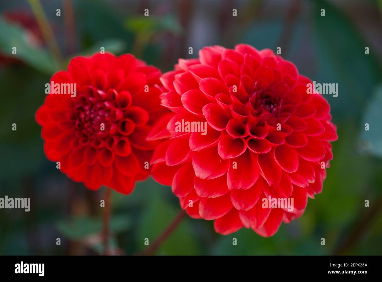 Close up of a red chrysanthemum Stock Photo