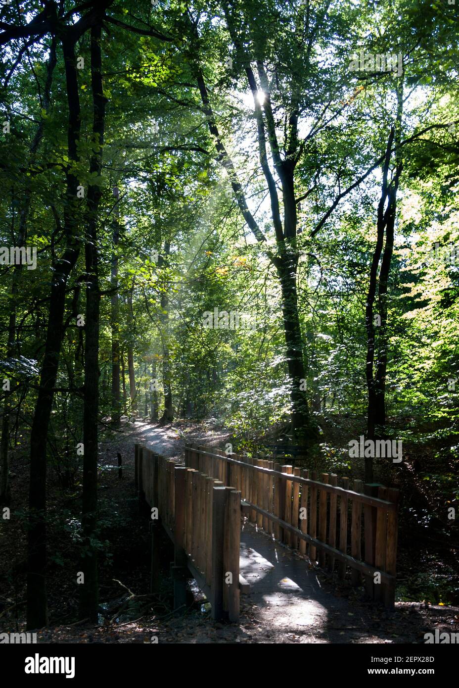 Beams of sunlight penetrating the foliage over a cute wooden footbridge Stock Photo