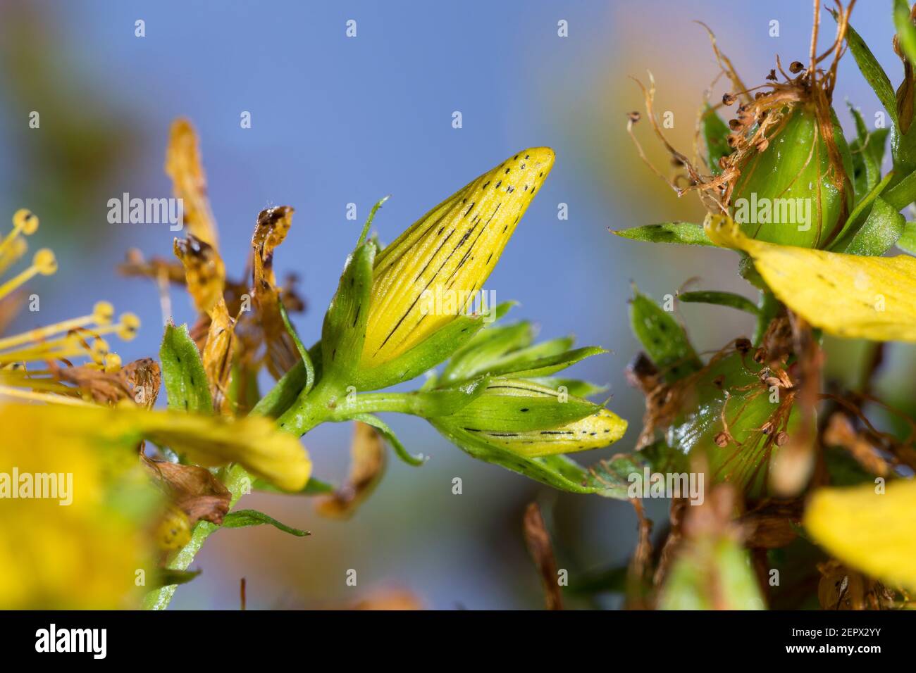 Johanniskraut, Knospe, Knospen, Blütenknospe, Blütenknospen, Tüpfel-Johanniskraut, Echtes Johanniskraut, Durchlöchertes Johanniskraut, Tüpfeljohannisk Stock Photo