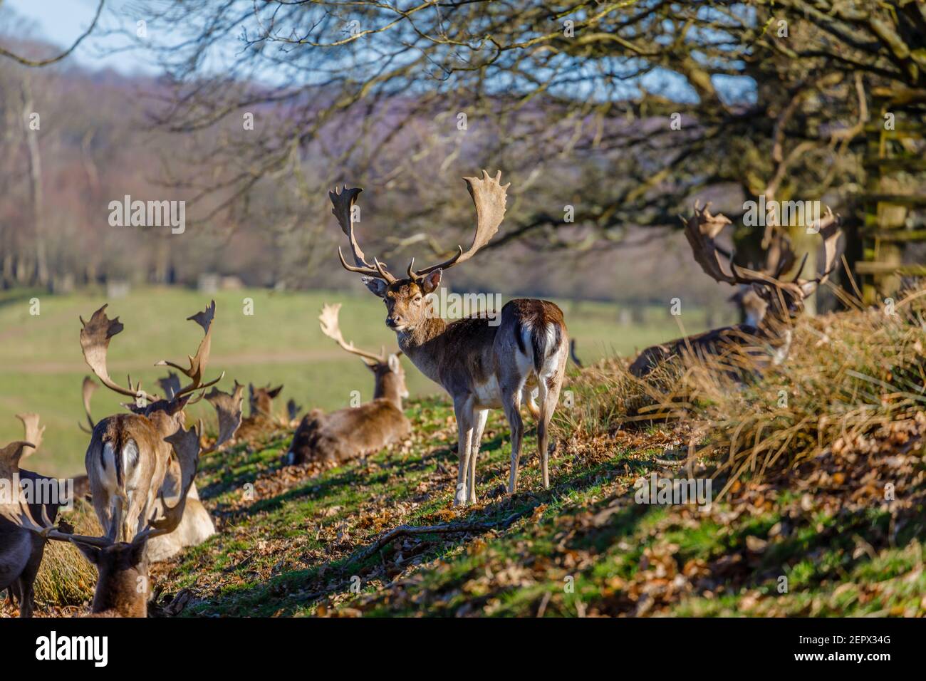 Adult male (buck) Fallow deer (Dama dama) with palmate antlers in Petworth Park, Petworth, West Sussex, resting in the winter sun on a warm day Stock Photo