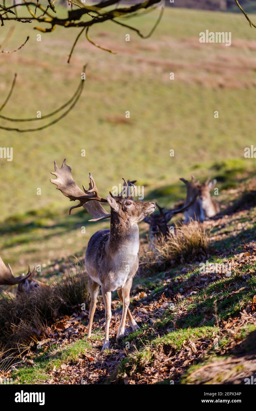An adult male (buck) Fallow deer (Dama dama) with palmate antlers in Petworth Park, Petworth, West Sussex, stands in winter sun on a warm day Stock Photo