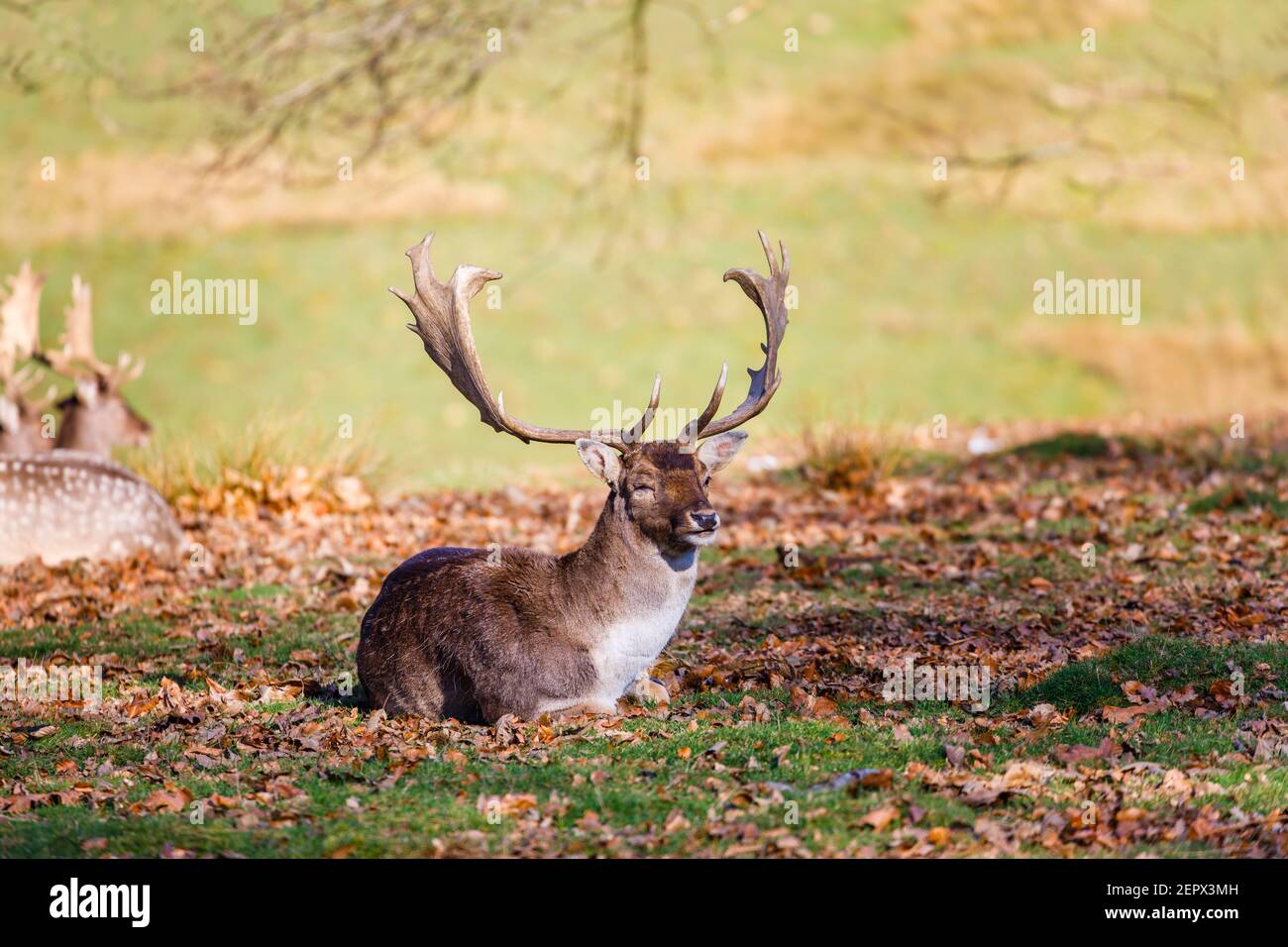 An adult male (buck) Fallow deer (Dama dama) with palmate antlers in Petworth Park, Petworth, West Sussex, rests enjoying the winter sun on a warm day Stock Photo