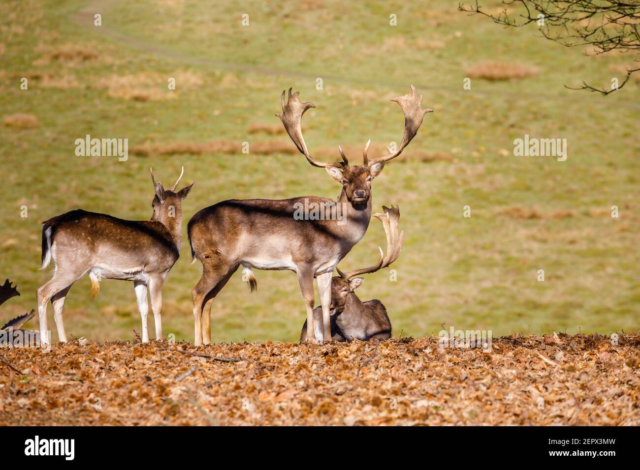 An adult male (buck) Fallow deer (Dama dama) with palmate antlers in Petworth Park, Petworth, West Sussex, stands in the winter sun on a warm day Stock Photo