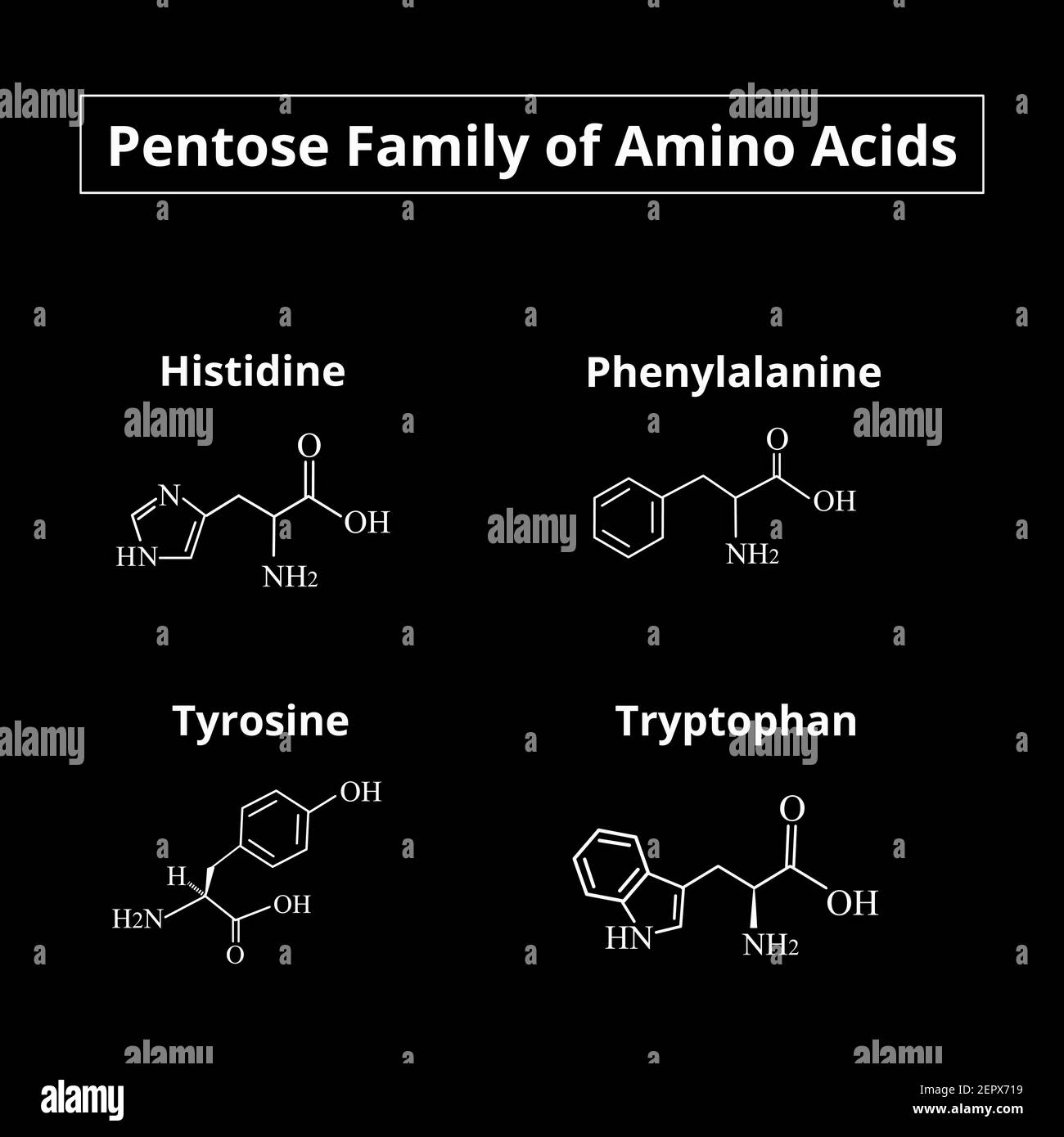 A family of amino acids pentoses. Chemical molecular formulas of amino acids histidine, phenylalanine, tyrosine, tryptophan. Vector illustration on Stock Vector