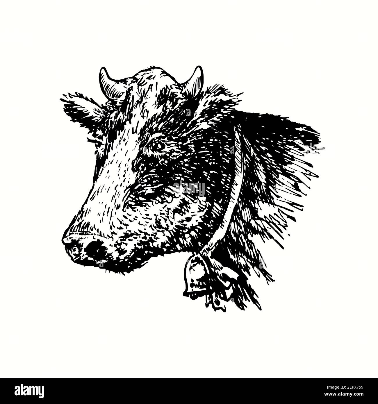 Cow Head Drawing