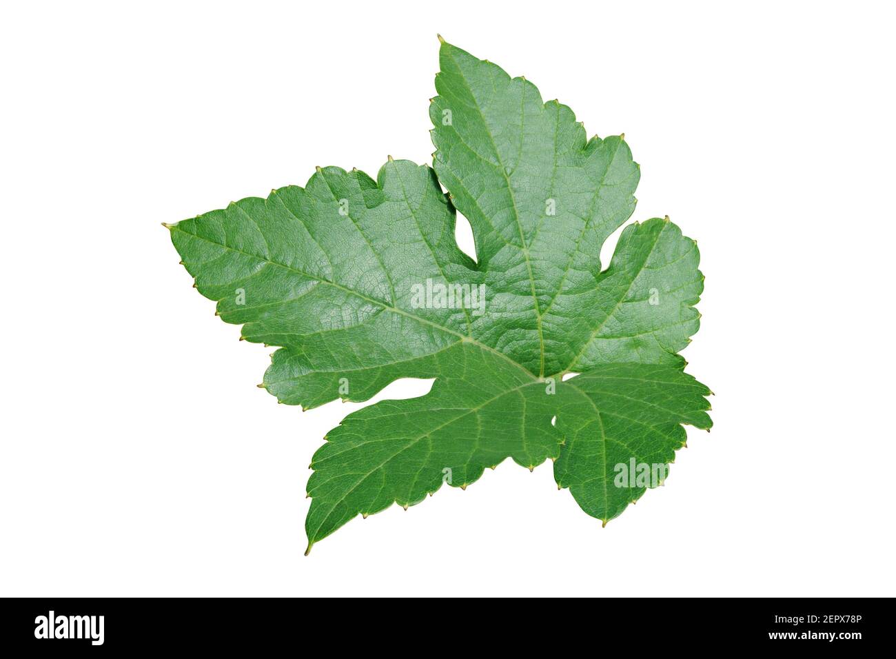 Grape Leaf Isolated on White Background with Clipping Path Stock Photo ...