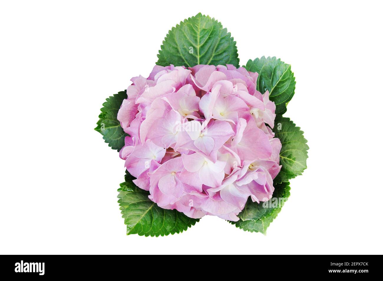 Blooming Pink Hydrangea Flowers with Green Leaves Isolated on White ...