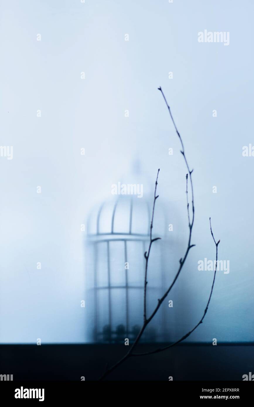Birdcage and a tree branch behind a glass, cold morning atmosphere, mystery novel concept Stock Photo