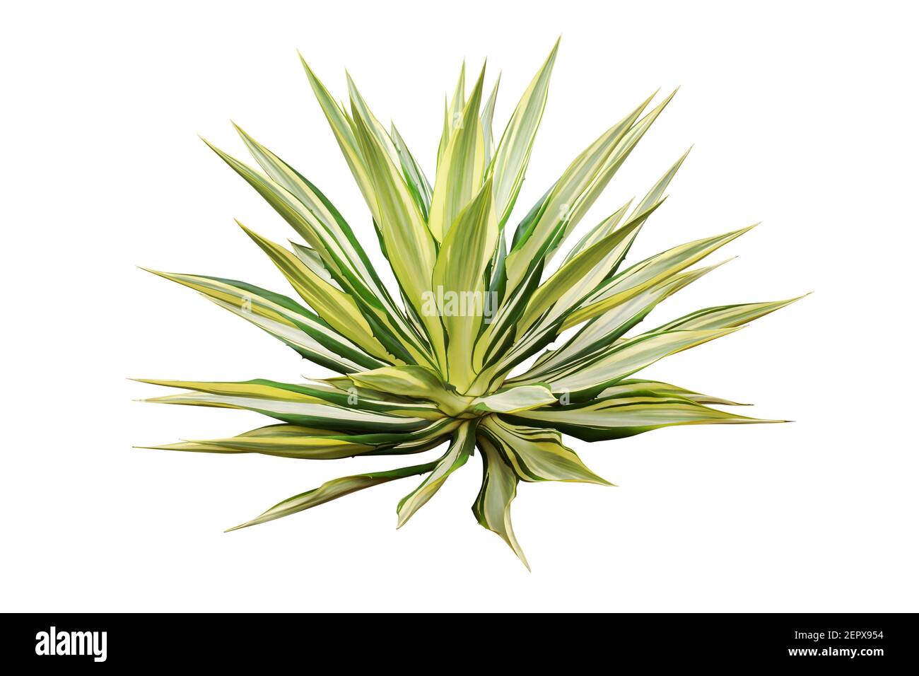 Variegated Agave Plant Isolated on White Background with Clipping Path ...