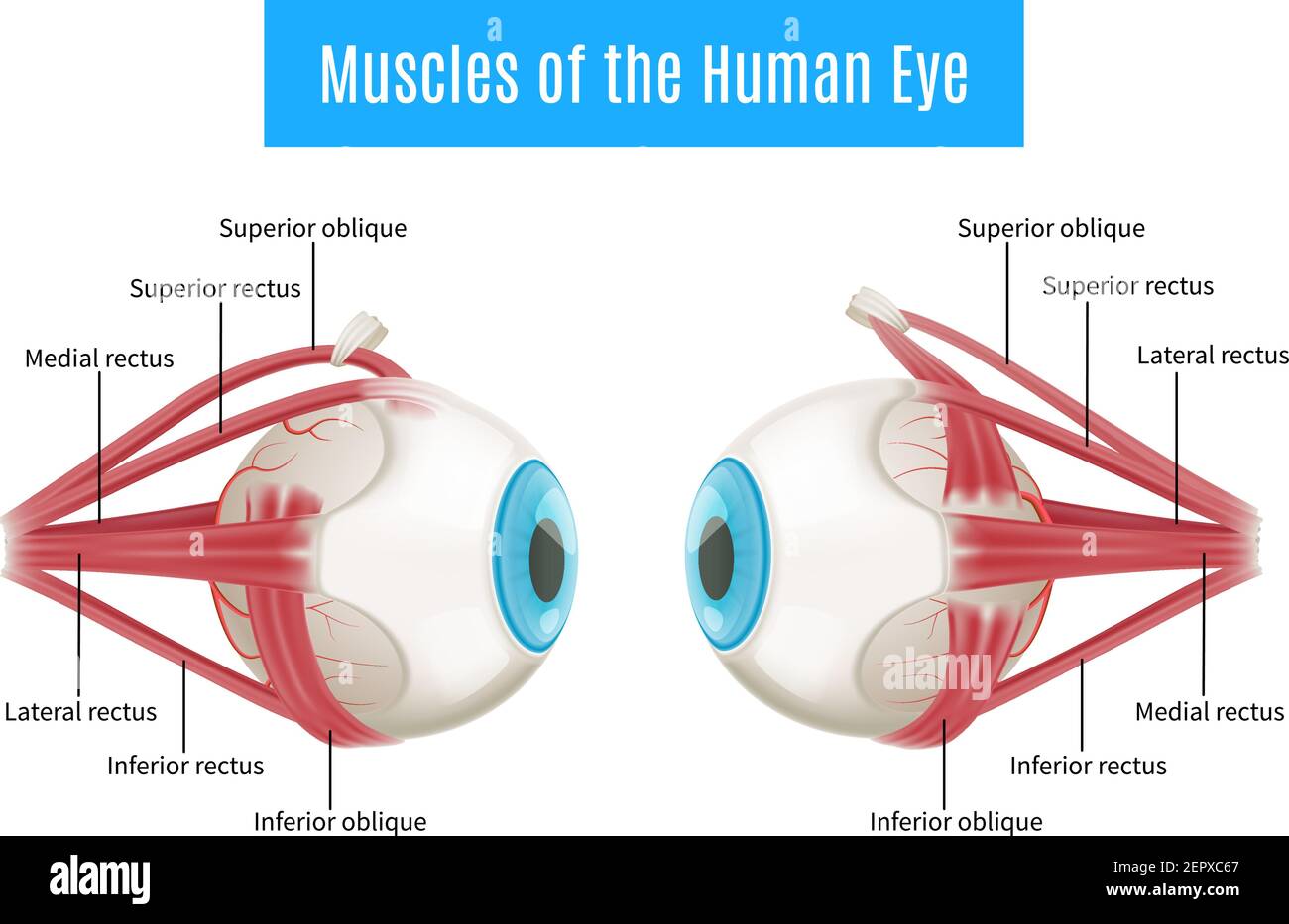 eye anatomy model