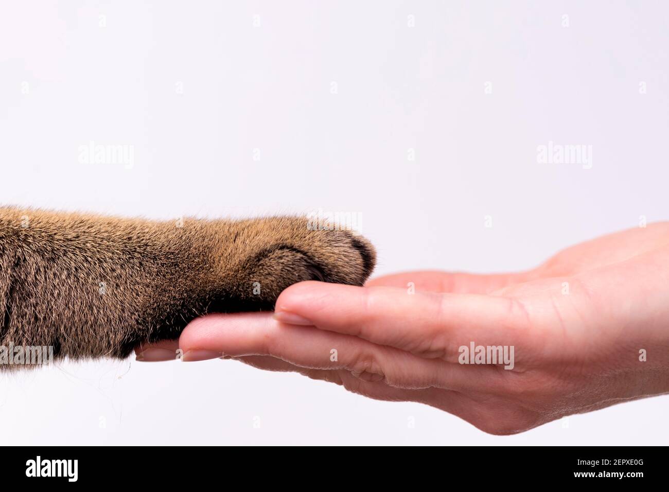 hand and paw of a cat on a white background friendship concept. Pets are friends of man. Stock Photo