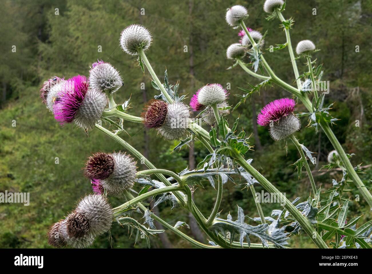 Carduus mountain plant. Umbaltal alpine valley. Virgental in Osttirol. Austrian Alps. Europe. Stock Photo