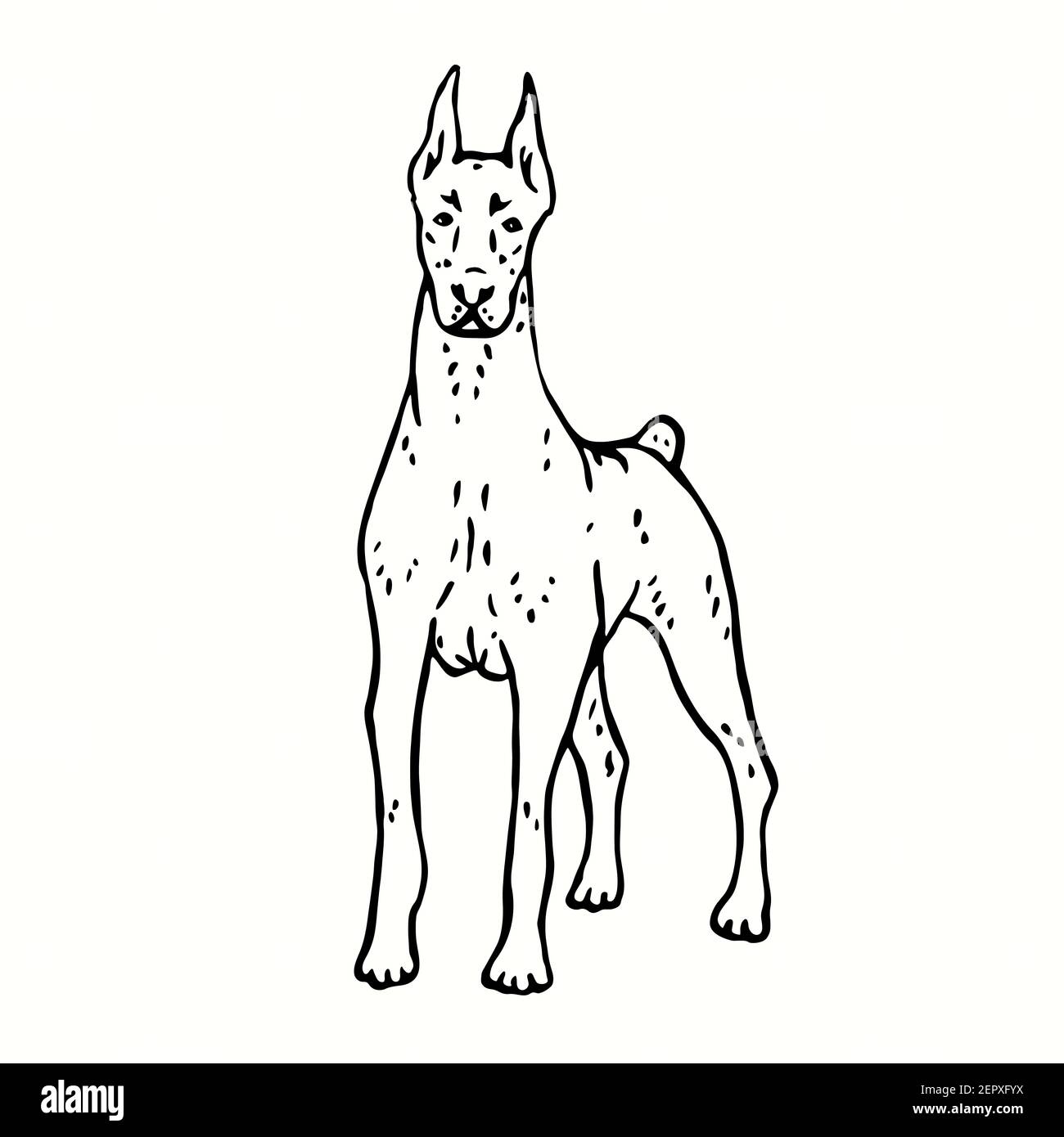 Doberman Pinscher, front view.  Ink black and white drawing. Stock Photo