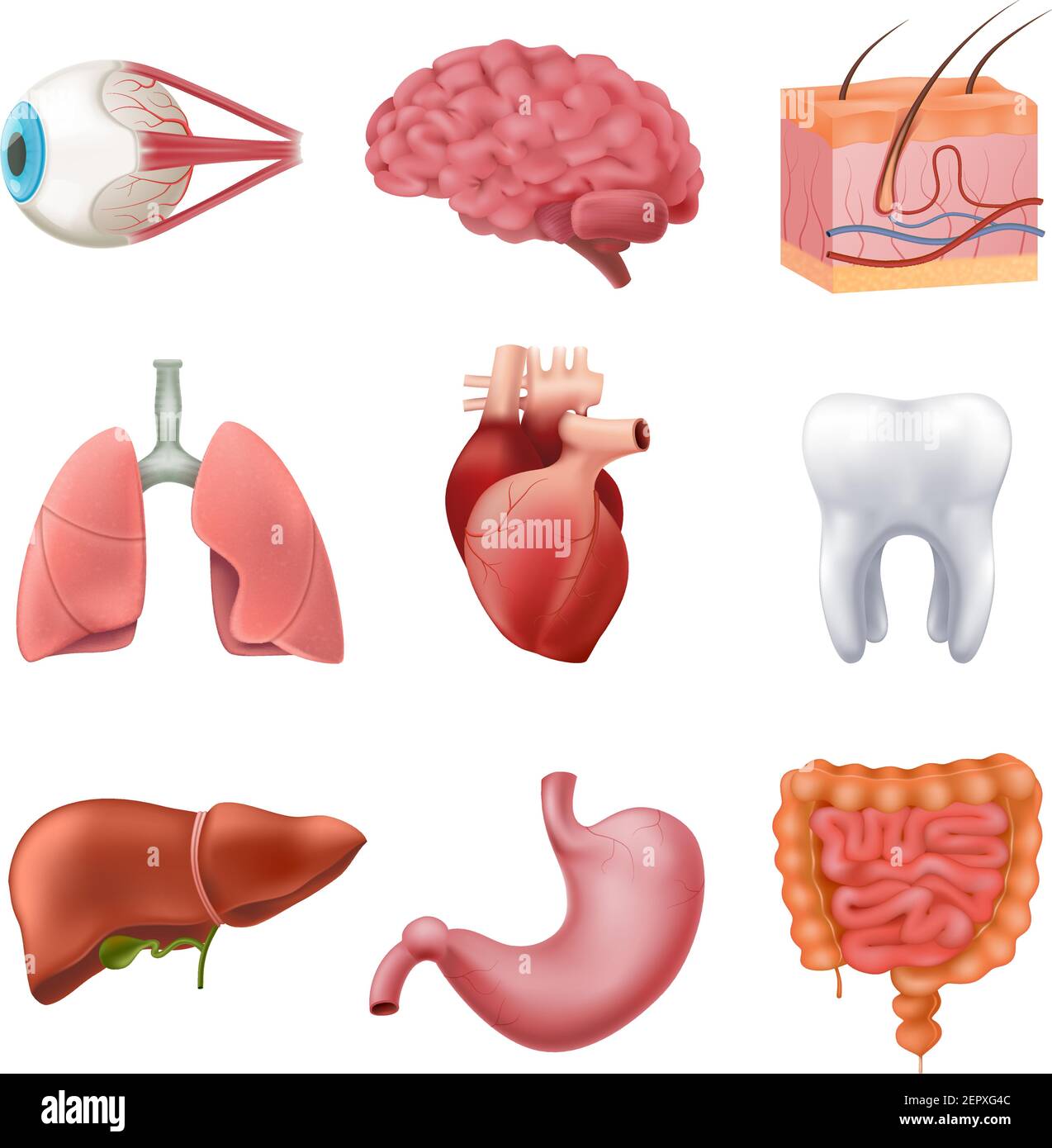 Internal organs. Realistic human body anatomy infographic elements, brain  heart kidneys liver lungs intestines stomach. Vector set Stock Vector by  ©SpicyTruffel 378361344