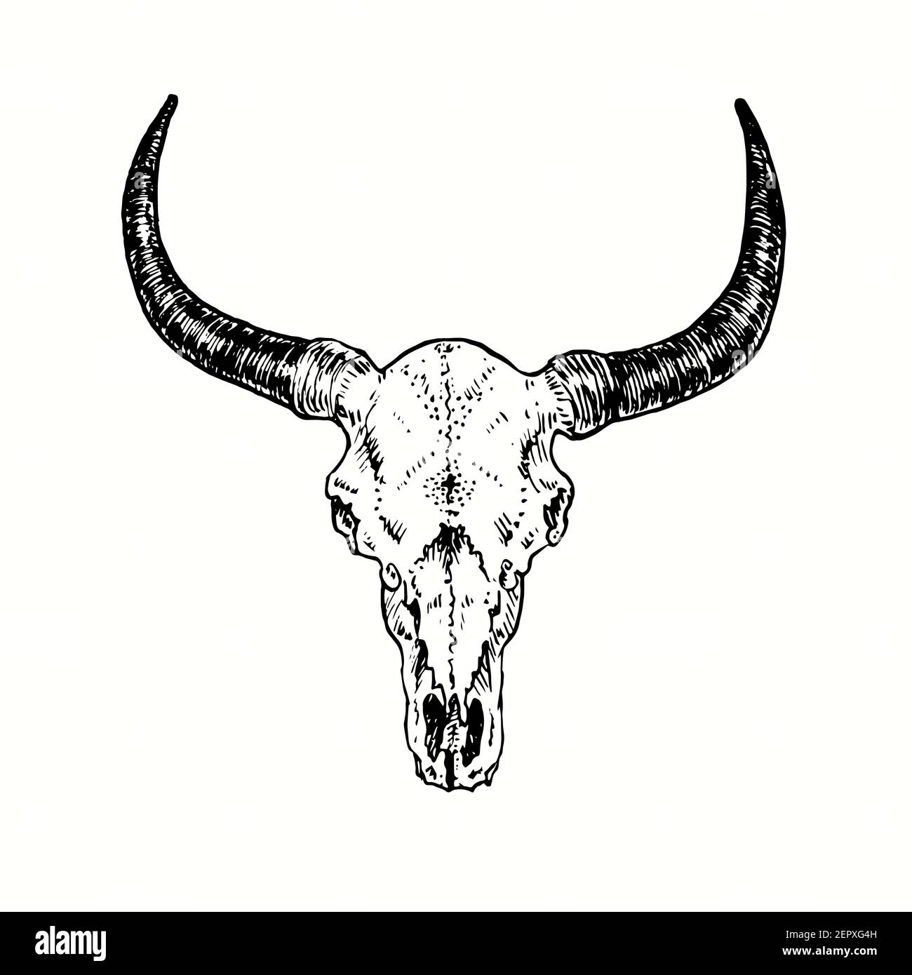 Bull skull, front view. Ink black and white drawing. Stock Photo