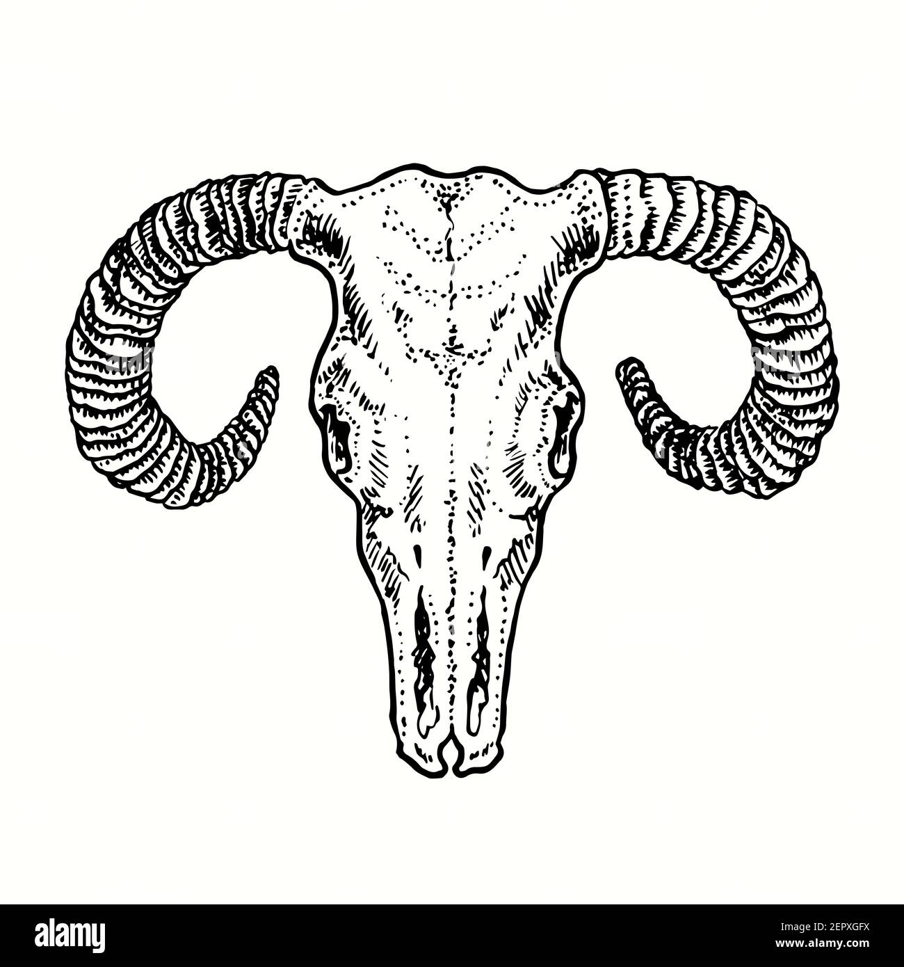 Ram skull, front view. Ink black and white drawing. Vector illustration Stock Photo