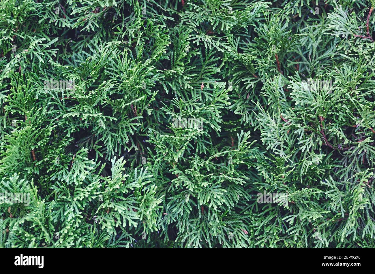 Textured background of coniferous thuja branches. Leaves tree seamless texture. Stock Photo