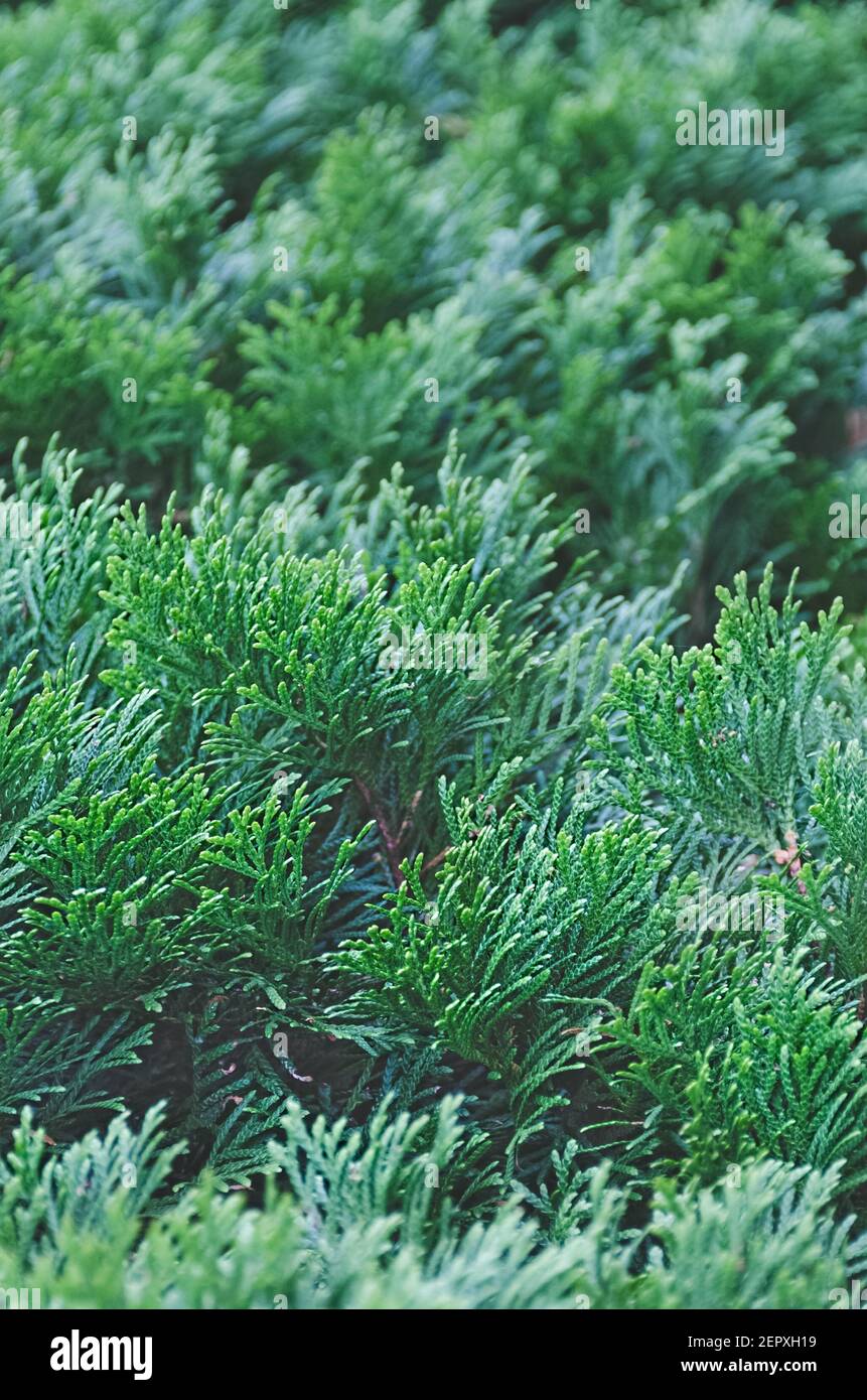 Thuja branches close-up. Green background of coniferous with shallow depth of field. Forest tree blurred backdrop Stock Photo