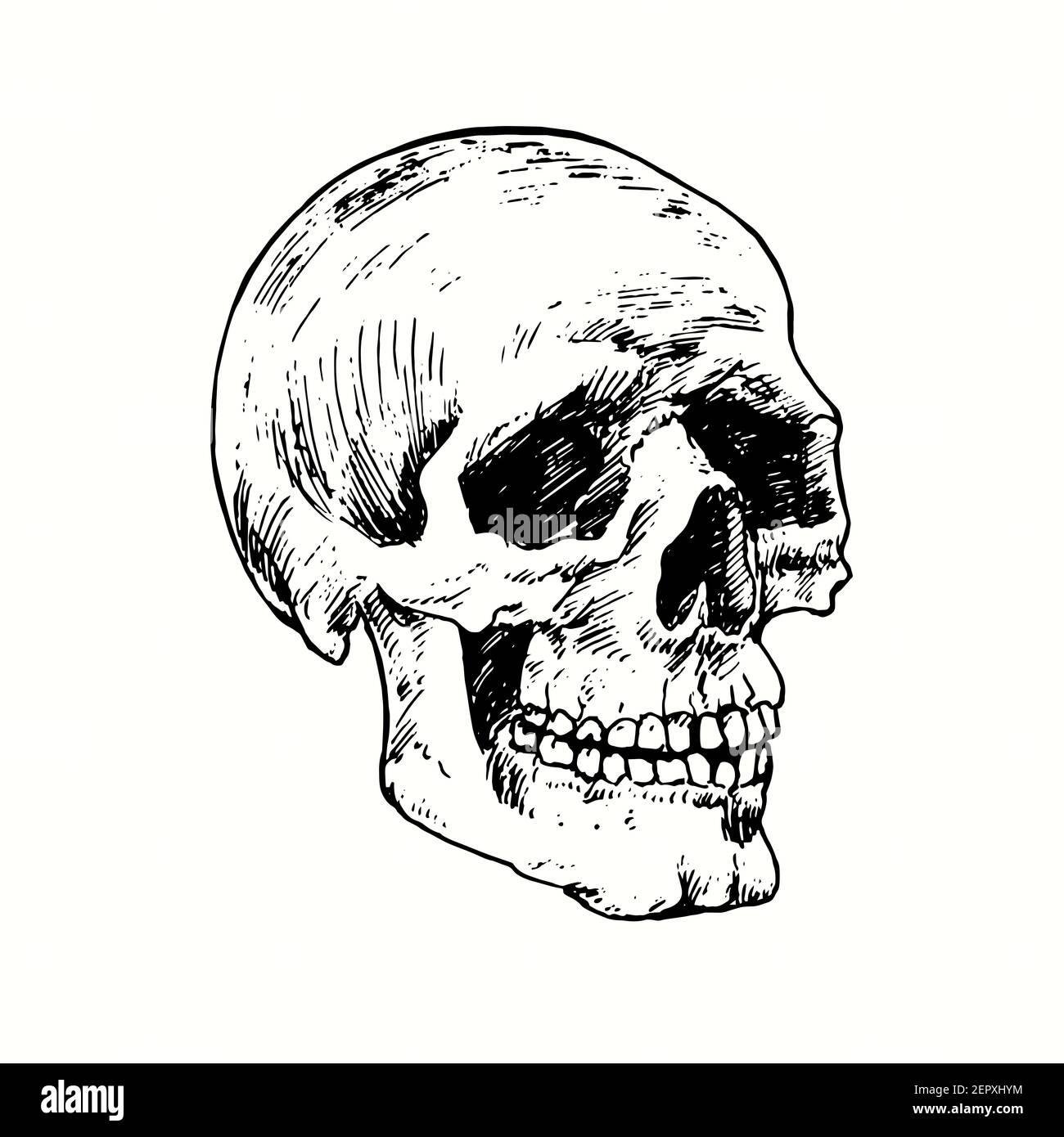 Skull face, side view. Ink black and white drawing. Stock Photo