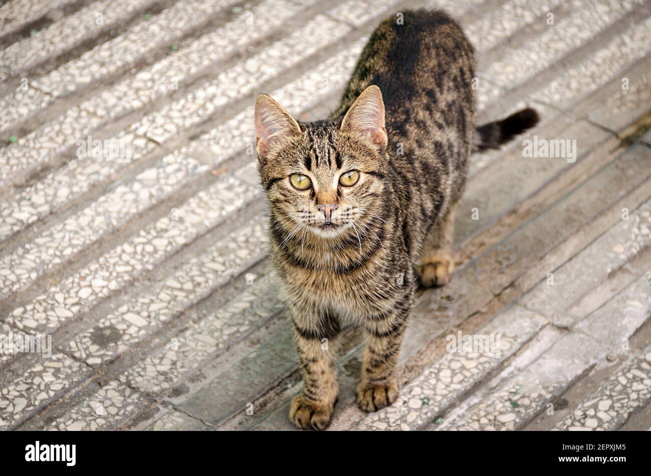 Top view of a tabby street cat looking at the camera Stock Photo - Alamy