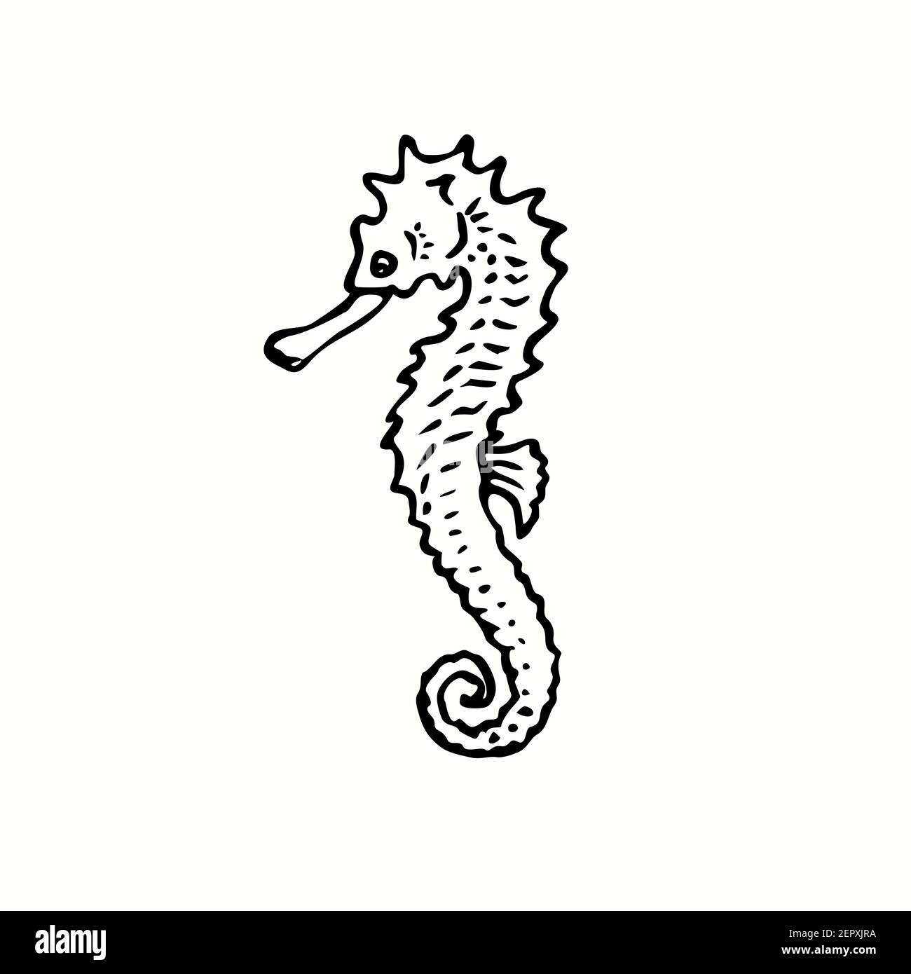 Seahorse Drawing Outline