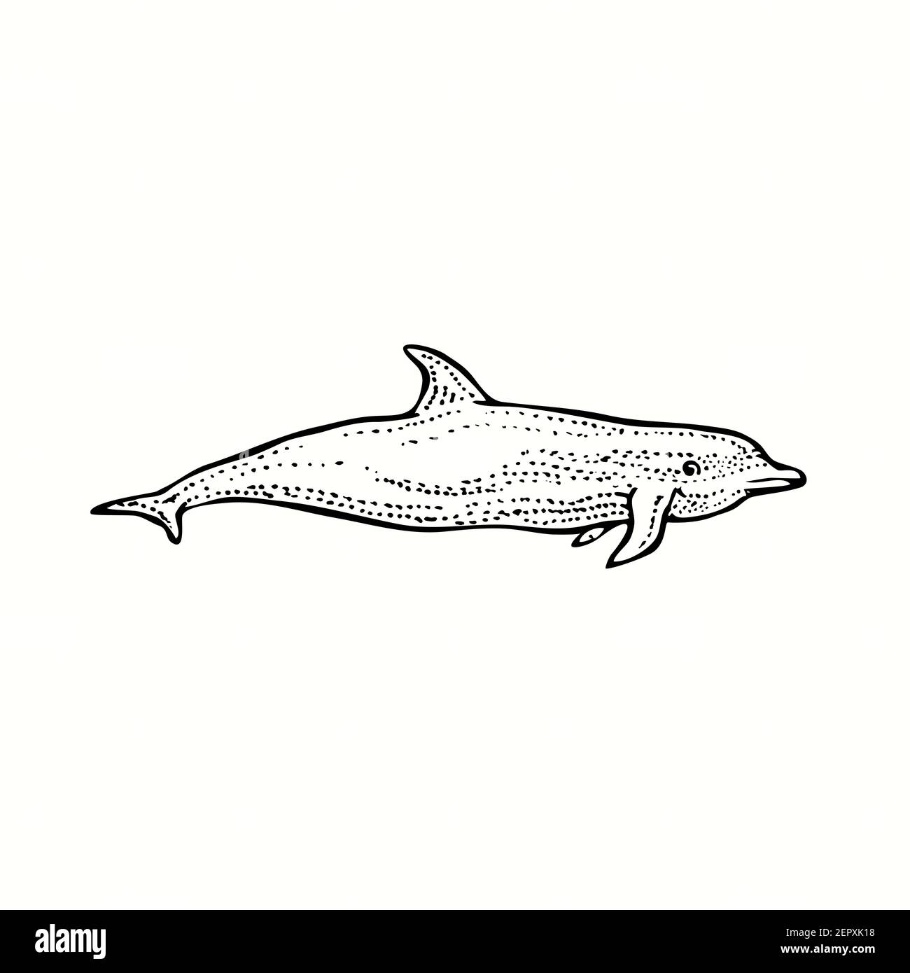Bottlenose dolphin side view. Ink black and white doodle drawing in woodcut outline style. Stock Photo