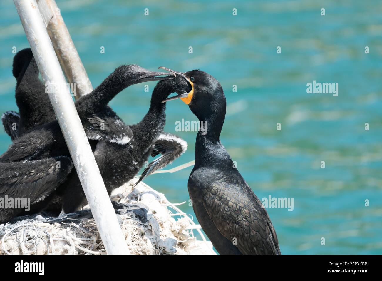 Cormorant or Shag birds (Phalacrocoracidae) in a nest, adult feeding the babies, concept marine and aquatic birds closeup Stock Photo