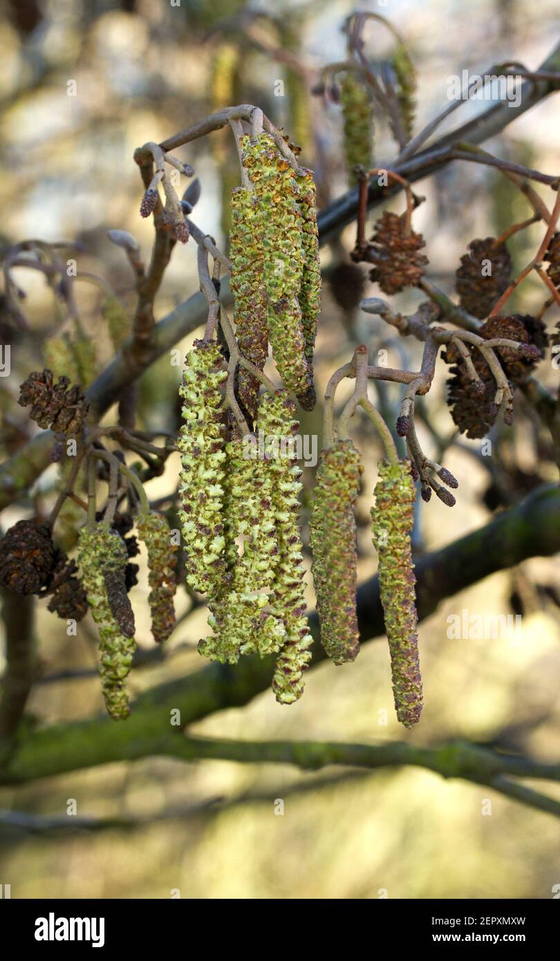 The male catkins of the Alder Tree are the first to appear at the end of winter. When they are ready to pollinate in early spring the tiny flowers Stock Photo