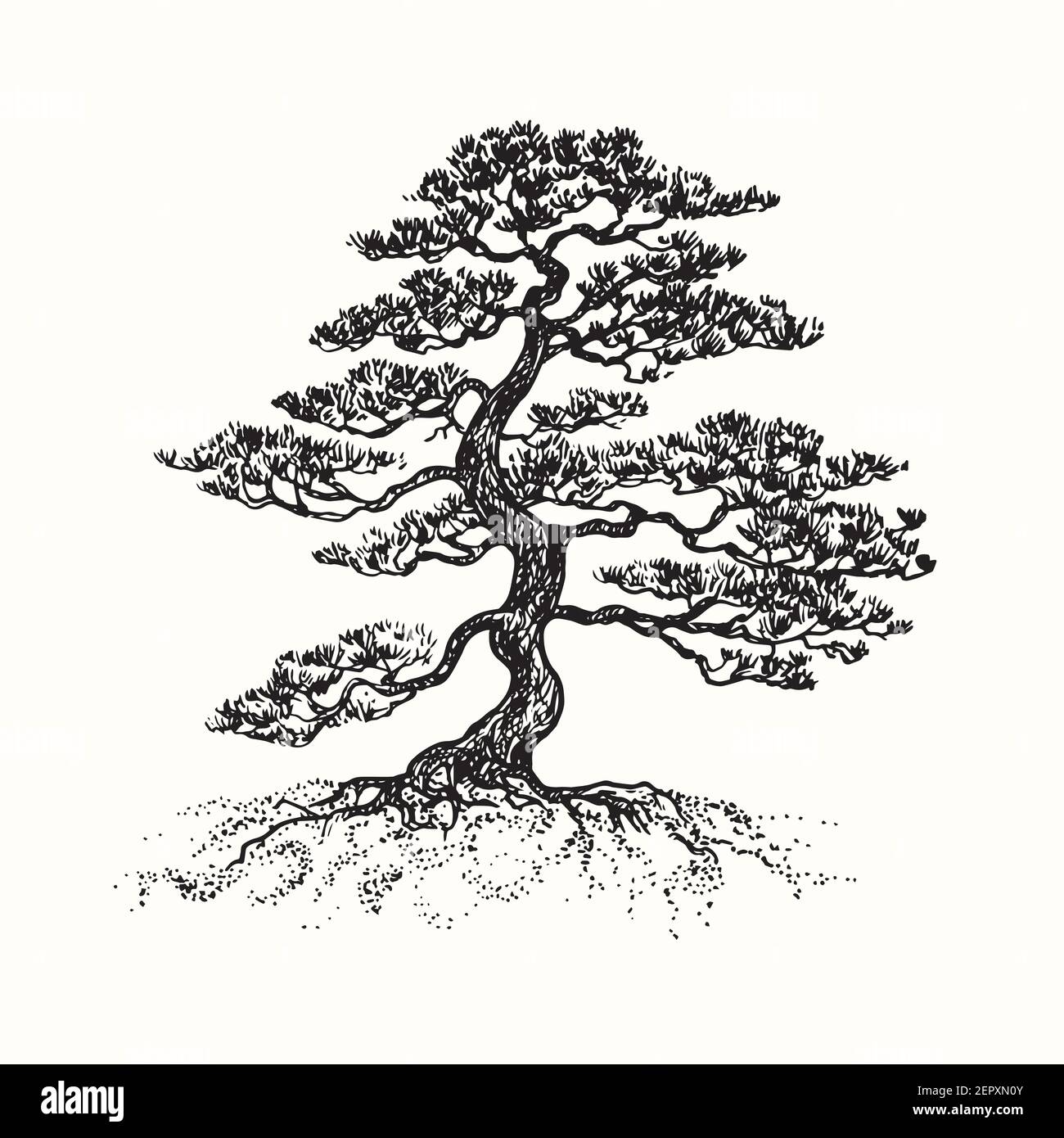 Hand drawn pine tree silhouette. Ink black and white drawing. Stock Photo