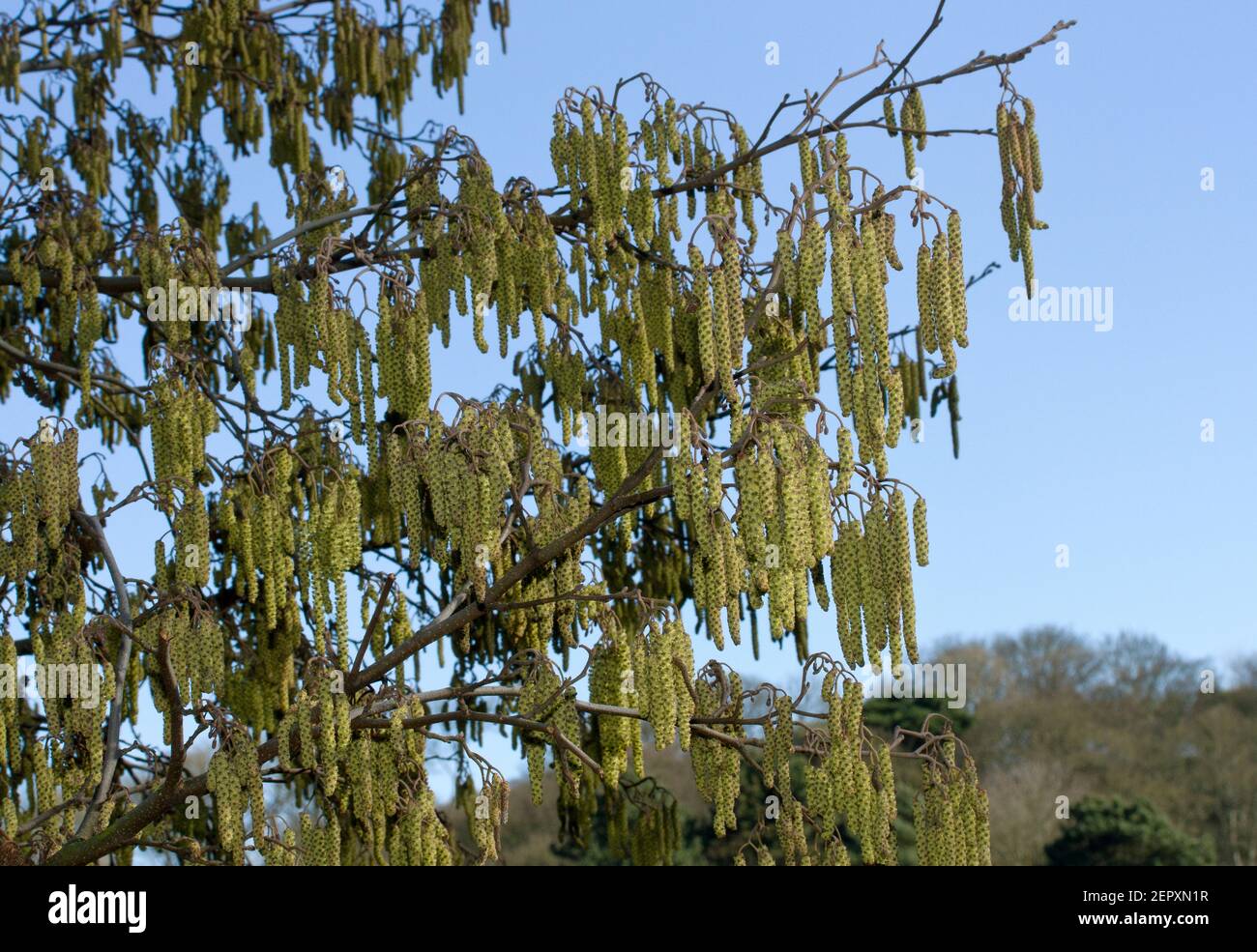 The male catkins of the Alder Tree are the first to appear at the end of winter. When they are ready to pollinate in early spring the tiny flowers Stock Photo